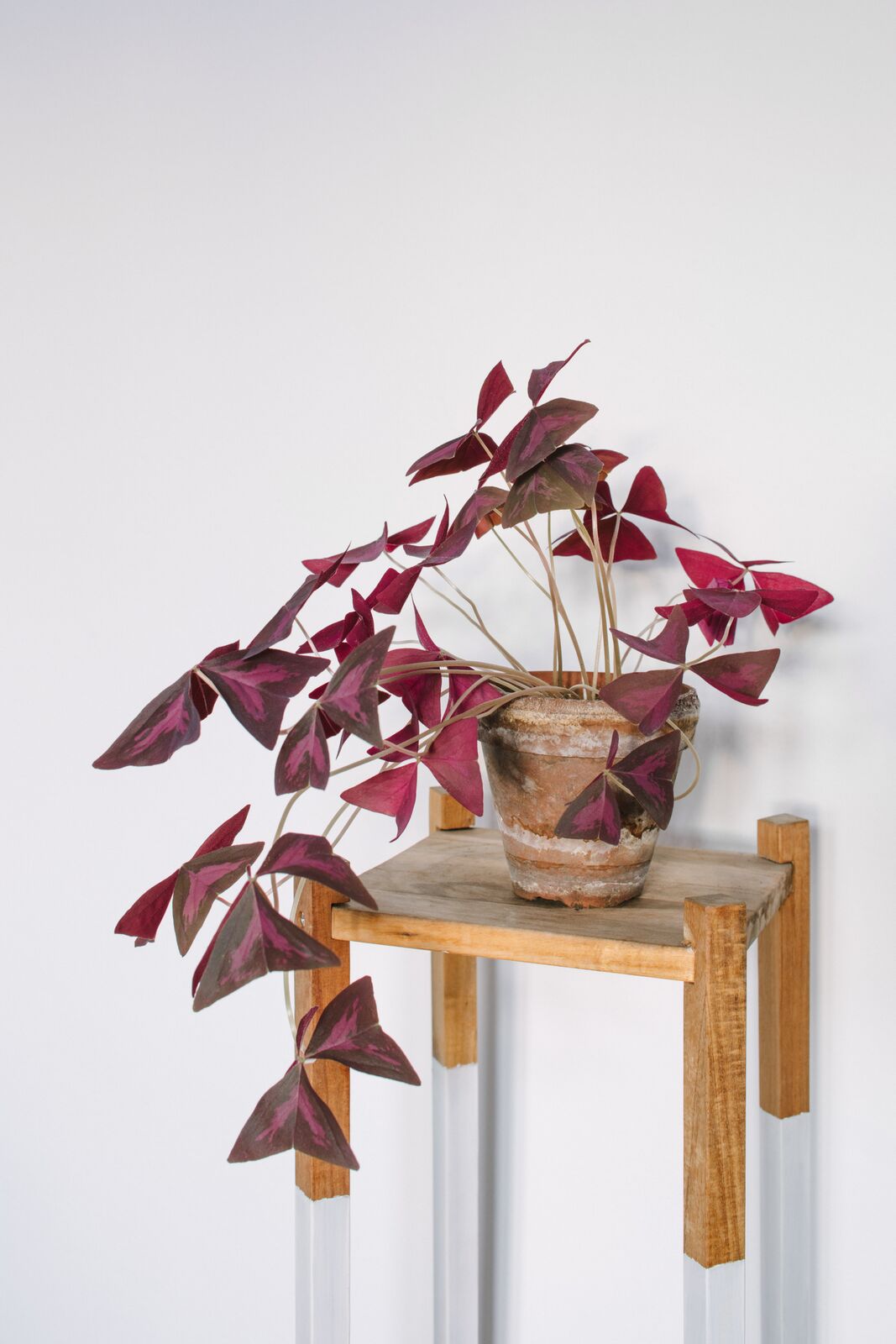 #FavPlant: Oxalis