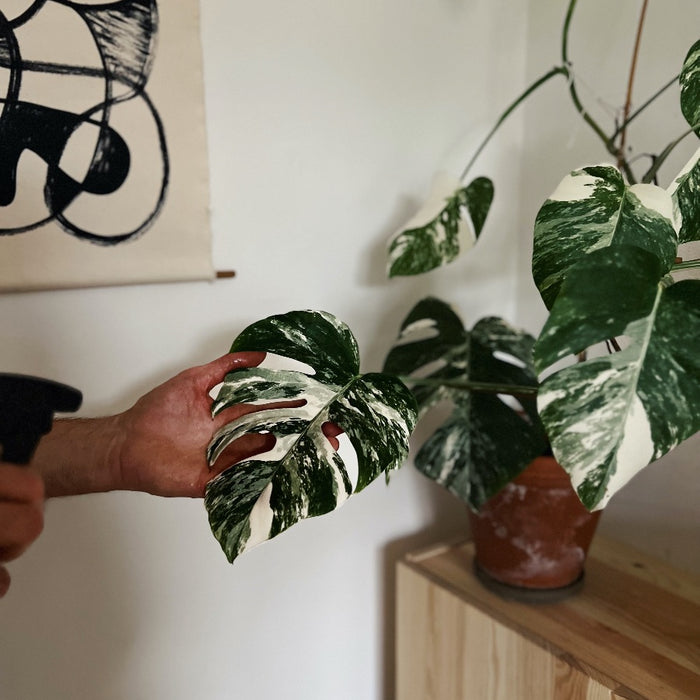 Plantlover: Petr Židek