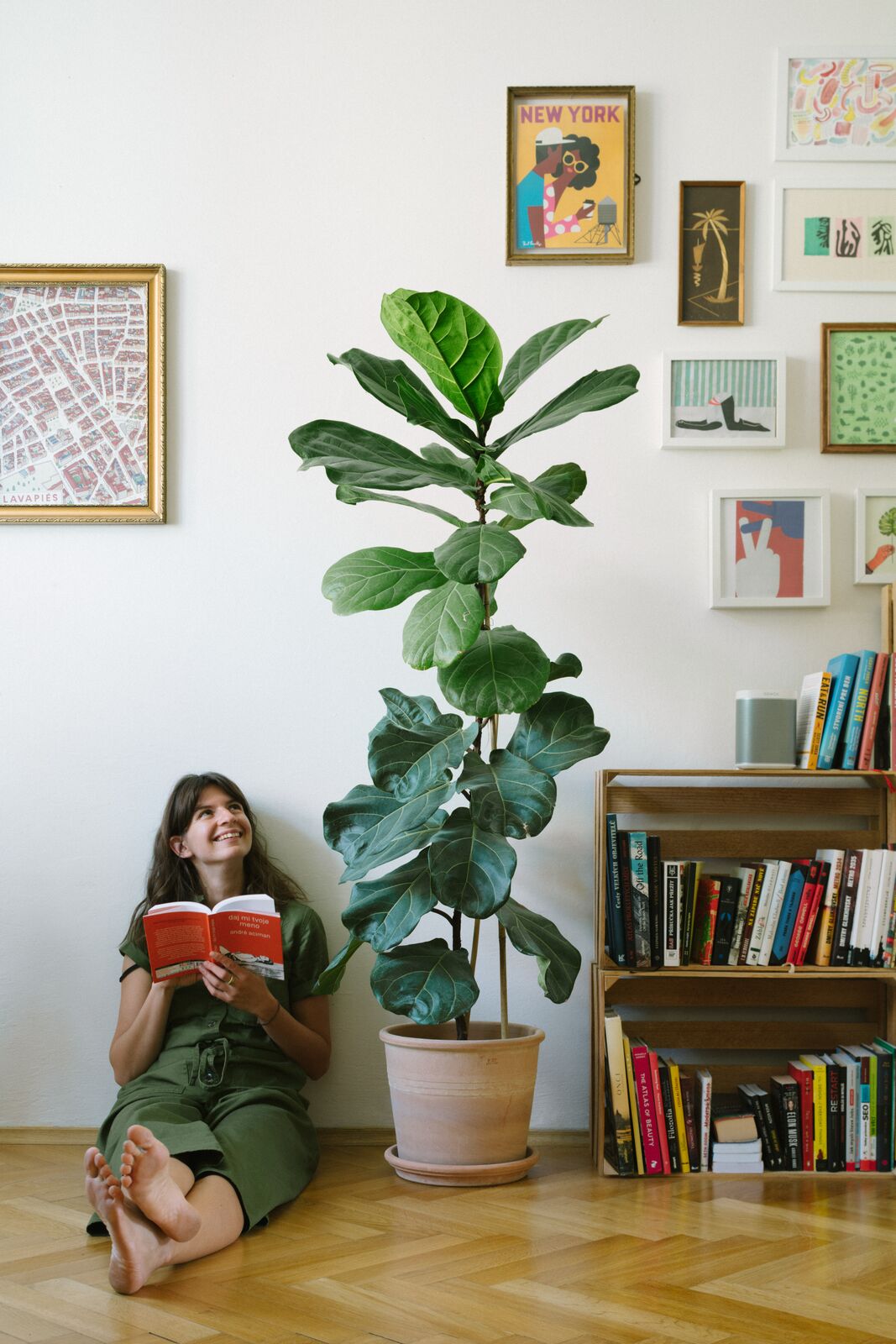 #FavPlant: Ficus Lyrata