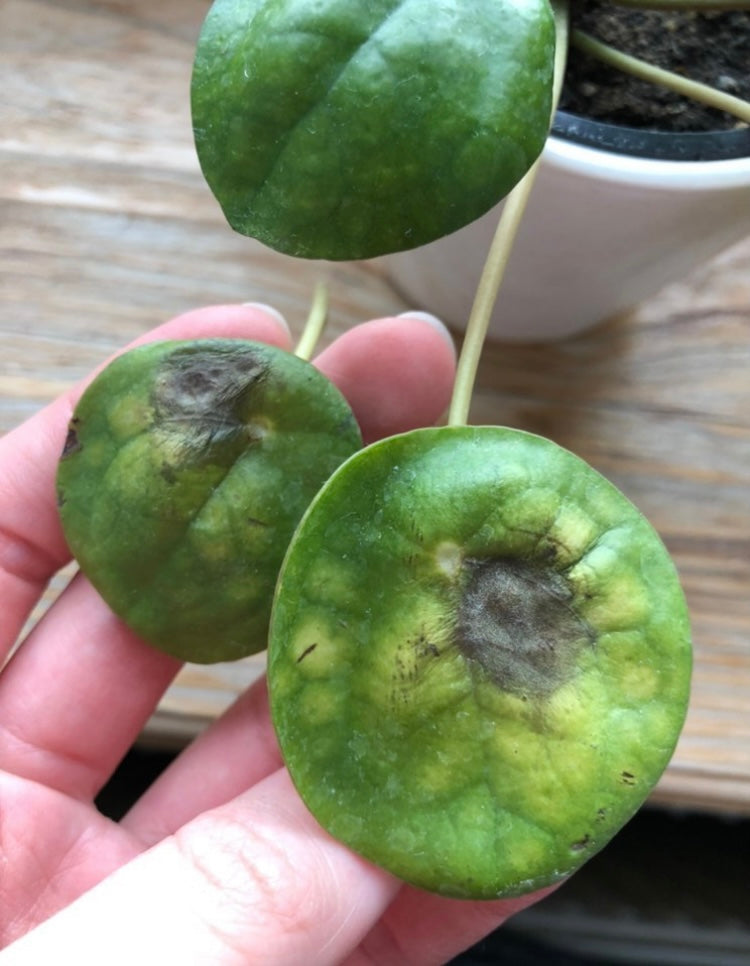 Troubleshooting Pilea Peperomioides
