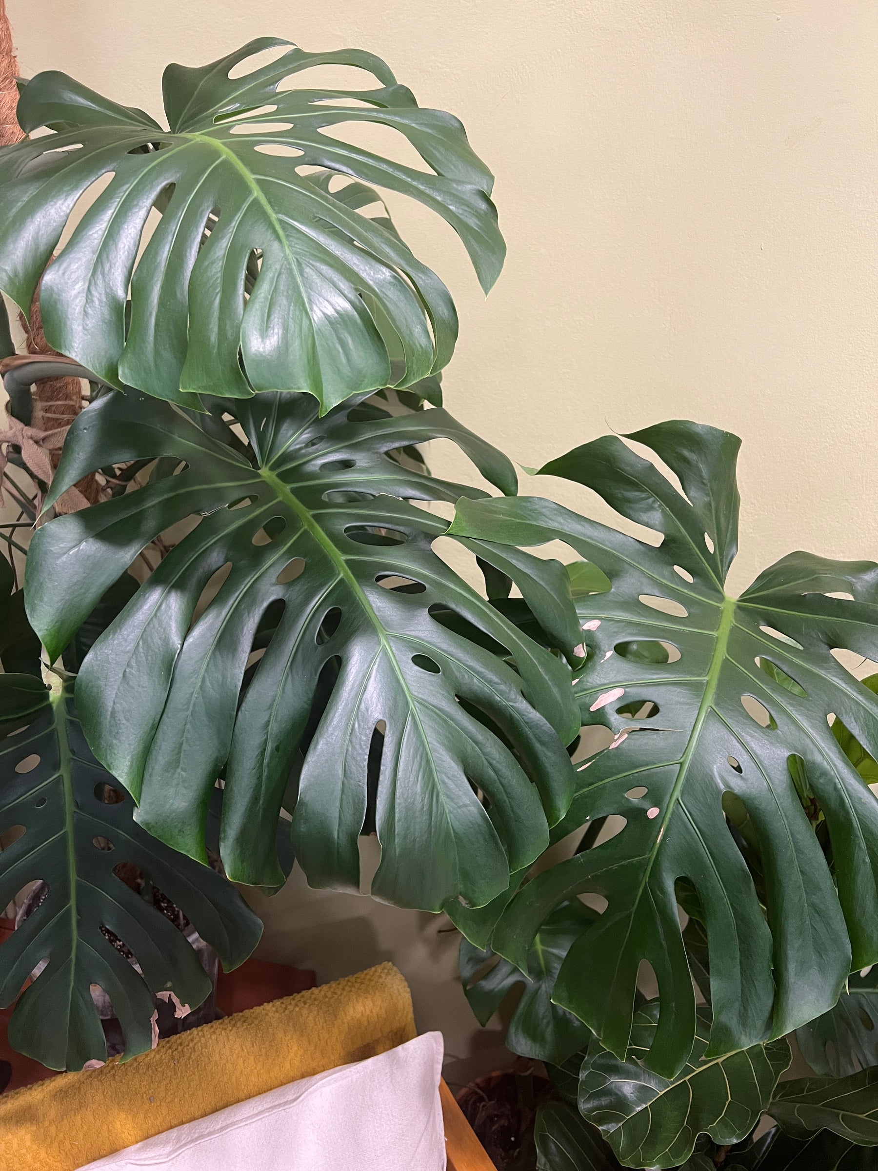 Není monstera jako monstera