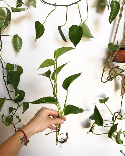 #FavPlant: Šplhavnice