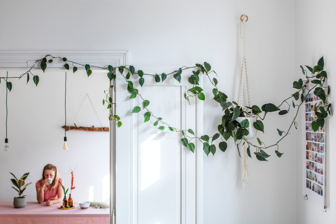 #FavPlant: Filodendrony