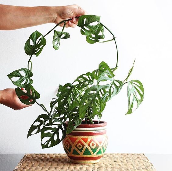 #FavPlant: Monstera adansonii