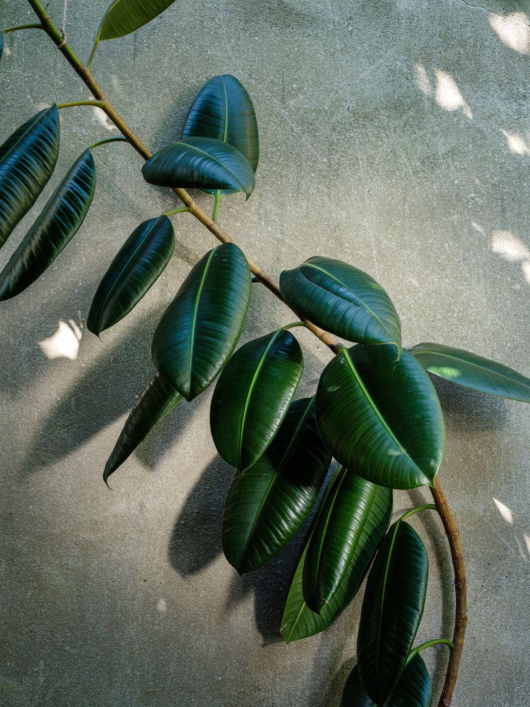 Chemické vs. přírodní hnojiva