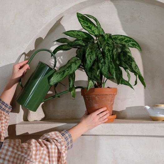 Zelené tipy od interiérové designérky