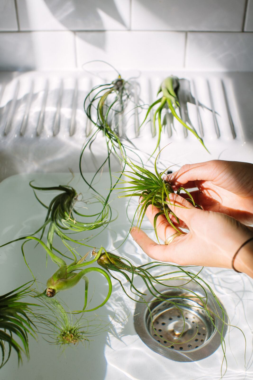#FavPlant: Airplants
