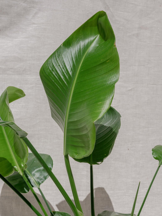 Strelitzia nicolai velká 27cm