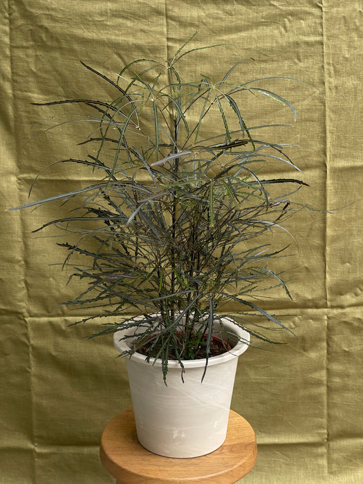 Schefflera elegantissima