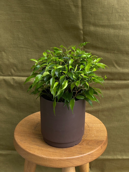 Fíkus benjamina Green Kinky