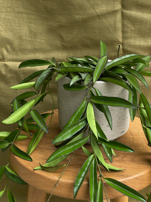 Hoya wayetii