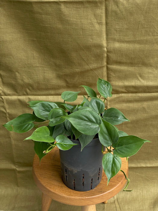 Filodendron scandens v hydroponii
