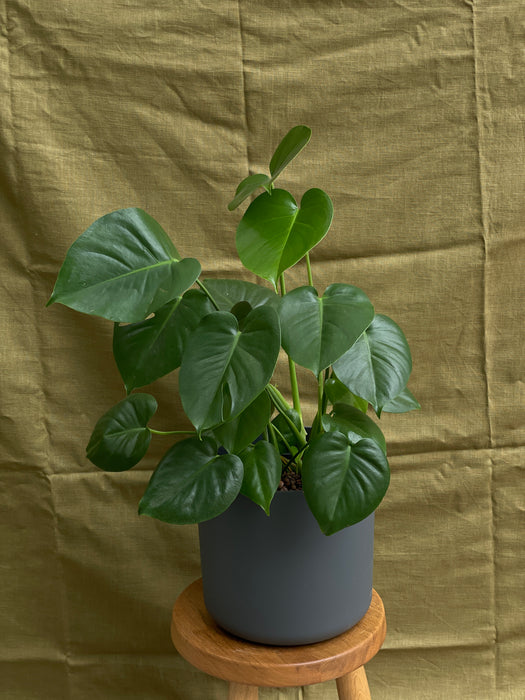 Monstera Deliciosa v hydroponii