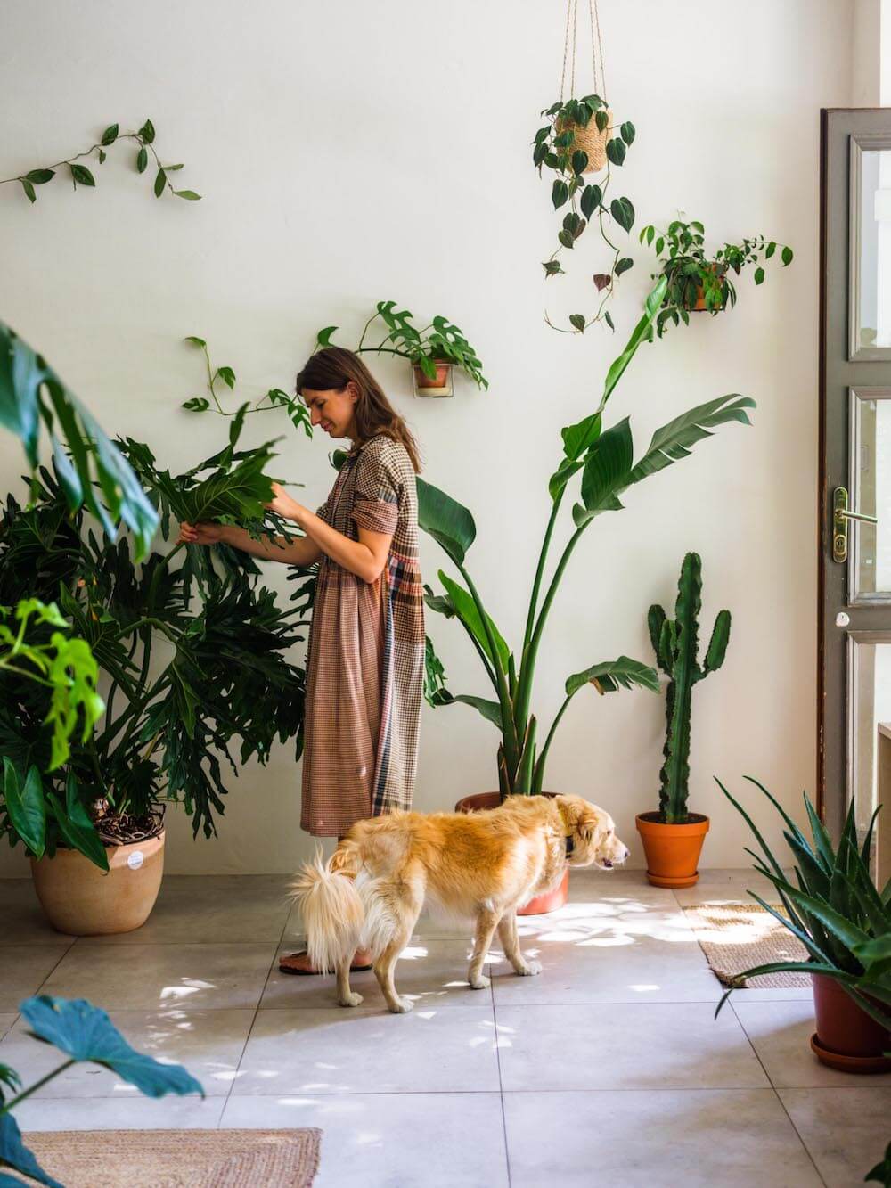 Rostliny vhodné do kanceláře