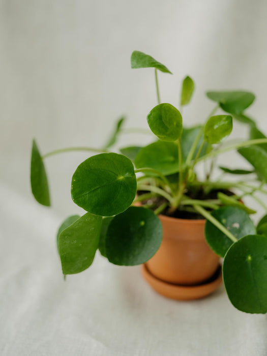 Pilea peperomioides