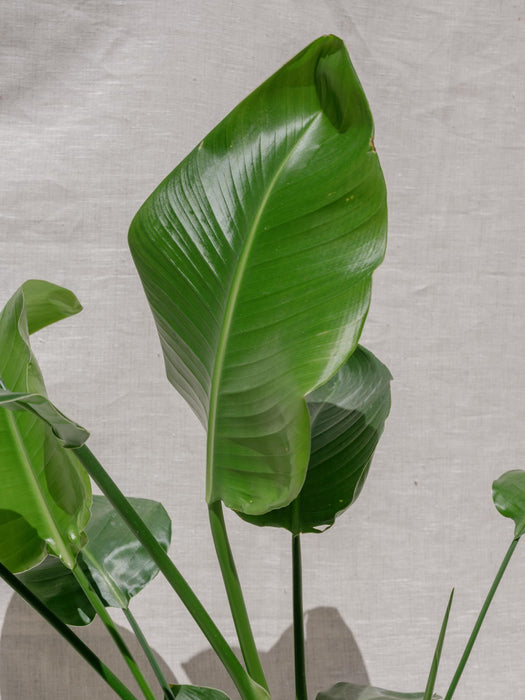 Strelitzia nicolai větší