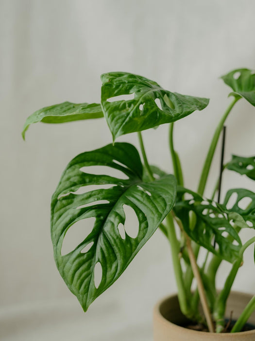 Monstera Adansonii