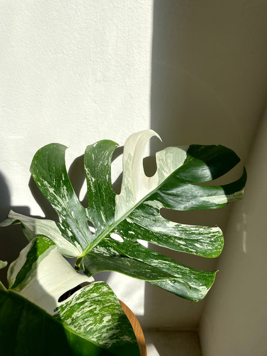 Monstera deliciosa Variegata