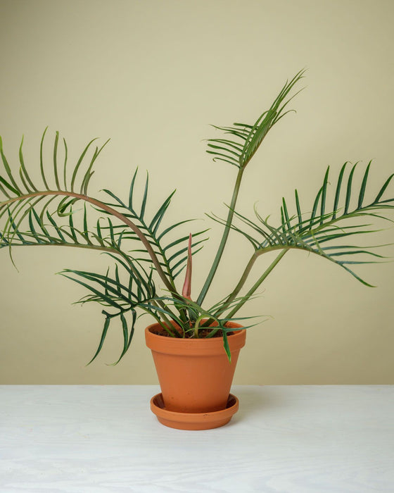 Filodendron tortum
