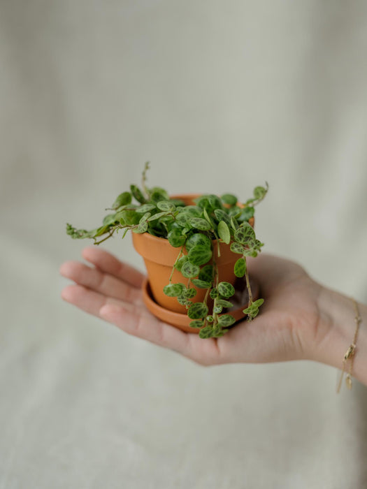 Peperomia prostrata