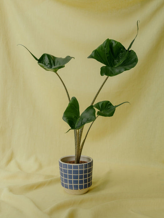 Obal na květináč s modrými kostkami Ø 14 cm