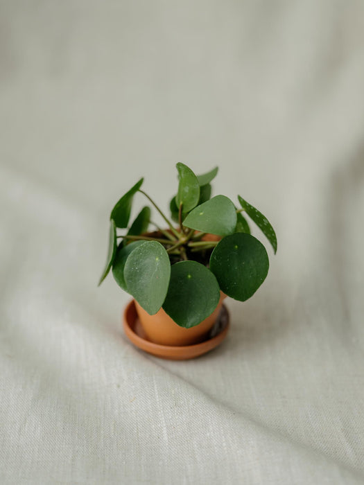 Pilea peperomioides mini