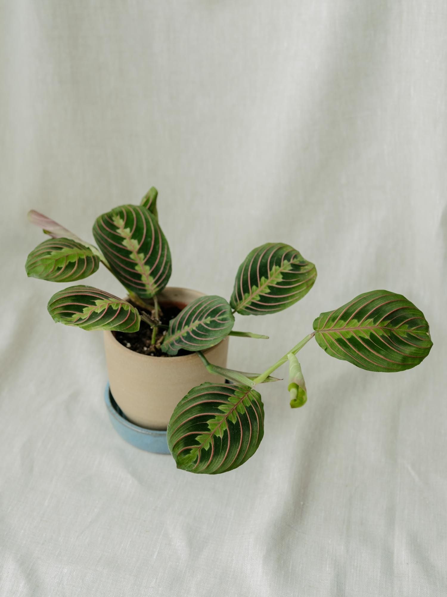 Maranta fascinator
