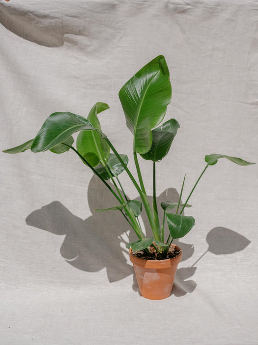 Strelitzia nicolai