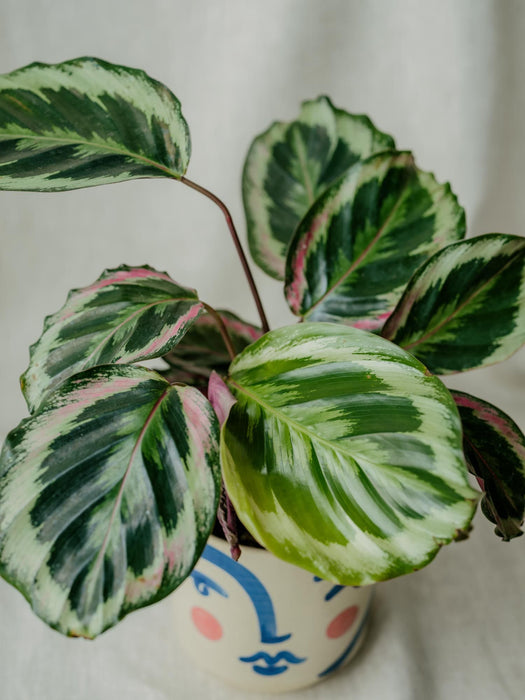 Calathea roseopicta medallion