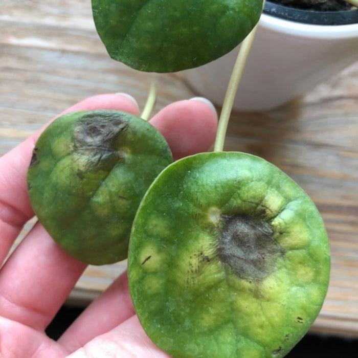 Troubleshooting Pilea Peperomioides