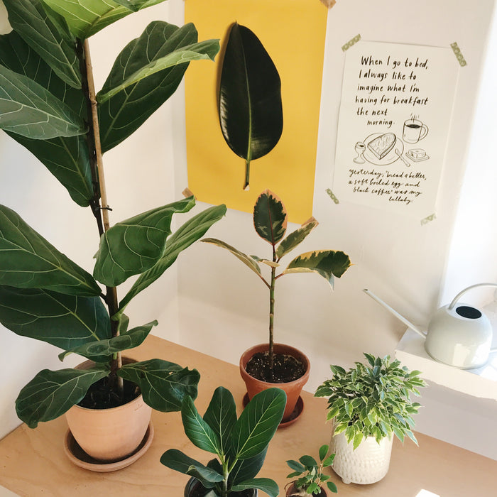 #FavPlant: Fíkusy
