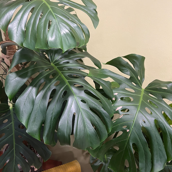 Není monstera jako monstera