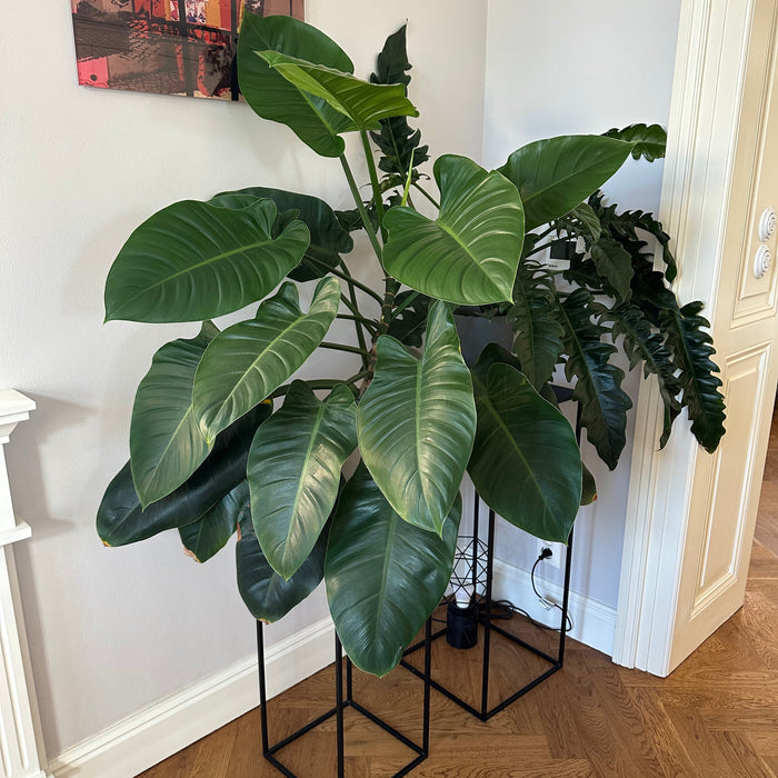Plantlover: Jiří Böhm