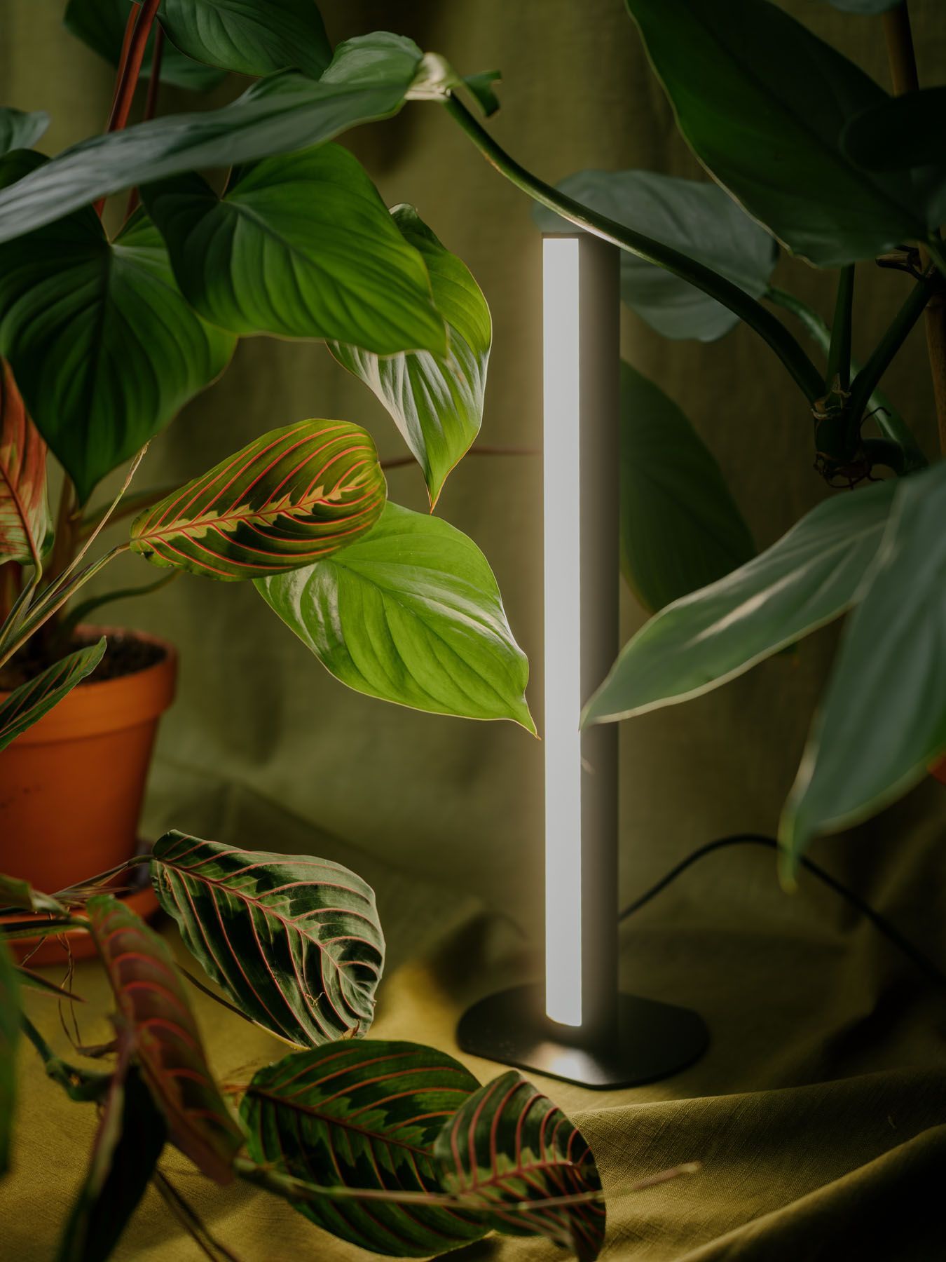 LED světlo PlantSpectrum Mother