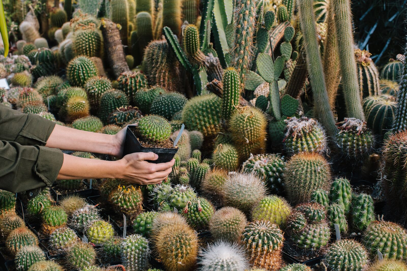 #MythTuesday 3: “Kaktus potřebuje teplo po celý rok”