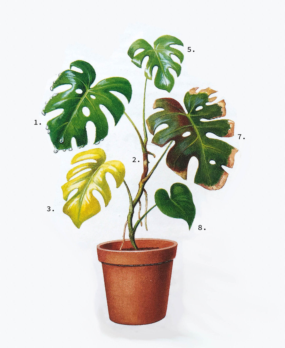 Troubleshooting: Monstera
