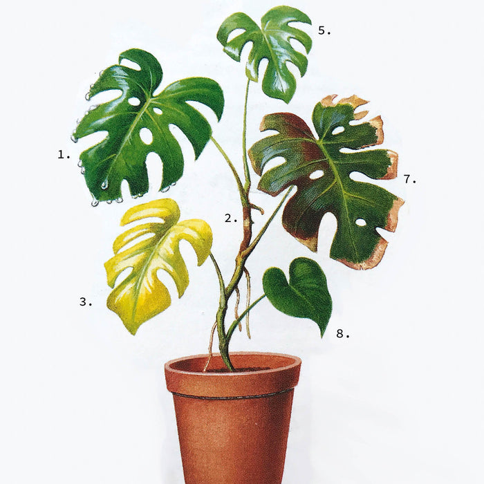 Troubleshooting: Monstera