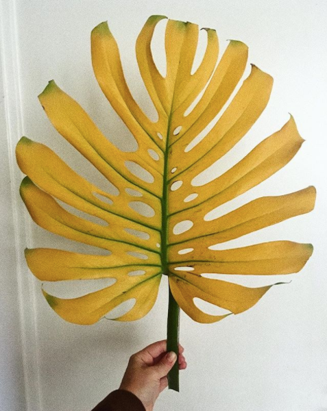 #MythTuesday 5: “Žlutý list znamená, že moje rostlinka umírá."