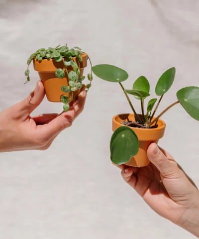 Mini pokojové rostliny