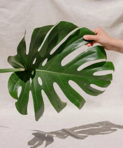 Velké pokojové rostliny