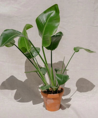 Střední pokojové rostliny