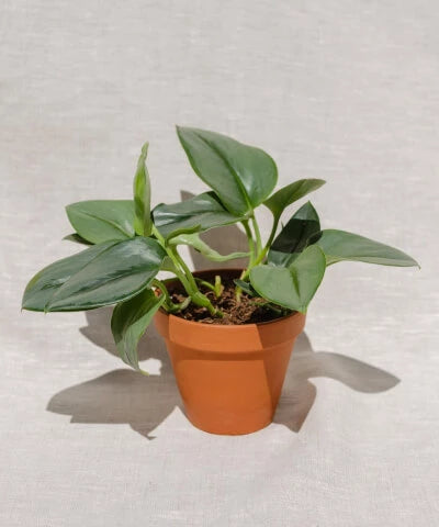 Malé pokojové rostliny