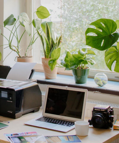 Pokojové rostliny do kanceláře