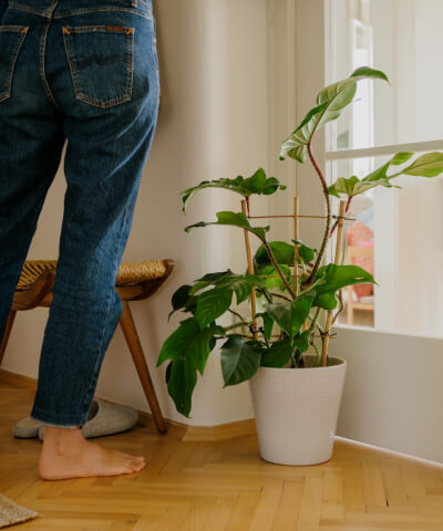 Pokojové rostliny na chodbu