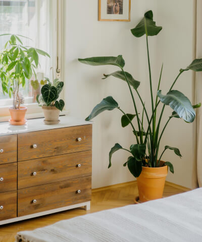 Pokojové rostliny do ložnice