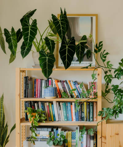 Pokojové rostliny do obýváku