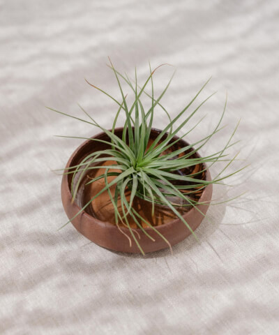 Airplants