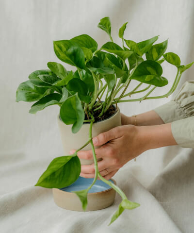 Převislé pokojové rostliny