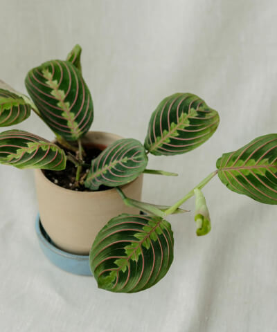 Pokojové rostliny s okrasným listem