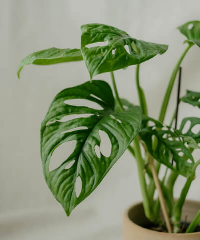Celozelené pokojové rostliny